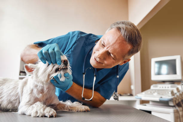 Best Emergency Dental Care for Trauma or Injury in Plymouth, NC